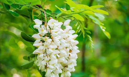 玉米排骨一起放吗-玉米排骨怎么做好吃法大全网- 玉米排骨怎么做知识,分享玉米排骨怎么做